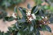 Ilex meservea 'Heckenfee' 40/60 C Ilex meservea 'Heckenfee' - Hulst 40-60 C