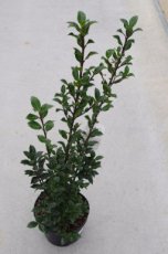 Ilex meservea 'Heckenfee' - Hulst 40-60 C