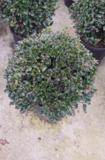 Ilex meserveae ‘Blue Angel’ - Hulst 40-45 C