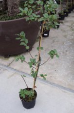 Ilex meserveae ‘Blue Prince’ - Hulst  40-60 C