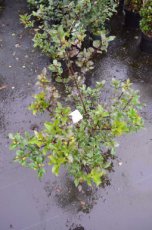 Ilex meserveae ‘Blue Princess’ - Hulst 40-60 C