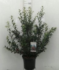 Ilex meserveae ‘Mesid’ 100/125 C12 Ilex meserveae ‘Mesid’ (= ‘Blue Maid’) | Hulst  100-125  C12