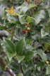 Ilex meserveae 'Mesid' 40/60 C Ilex meserveae ‘Mesid’ (= ‘Blue Maid’) | Hulst 40-60 C