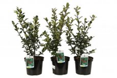 Ilex meserveae ‘Mesid’ (= ‘Blue Maid’) | Hulst 40-60 C