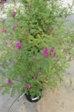 Indigofera heterantha ‘Gerardiana’-Indigostruik 40-60 C