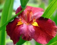 Iris Louisiana 'Ann chowing' | Rode water lis  20-25  P9