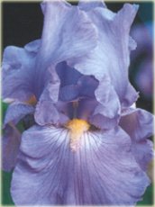 Iris germanica ‘Babbling Brook’ | Baardiris 80 P9