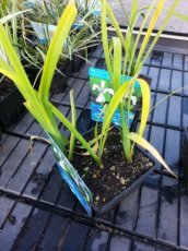 Iris laevigata ' Snowdrift' P18 Iris laevigata ' Snowdrift ' | Japanse iris   30-35  P18