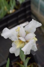 Iris (P) ‘Bright White’ Iris pumila ‘Bright White’ | Dwergbaardiris 20 P9