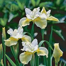 Iris sibirica 'Butter and Sugar' |  Zwaardlelie  20-25  P9