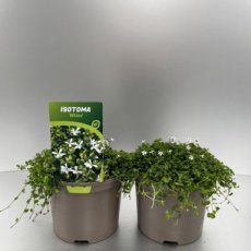 Isotoma fluviatilis 'Alba'(=white) | Witte grondkruiper 5 P9