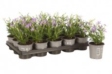 Isotoma fluviatilis 'Glowing Purple' - 15 st. | Paarse grondkruiper 5 P9