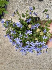 Isotoma fluviatilis(=blue king) | Blauwe grondkruiper 5 P9