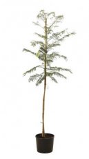 Jacaranda mimosifolia | Palissanderboom 150-175 C10