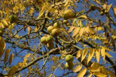 Juglans nigra  6/8  HO  ZWARTE WALNOOT