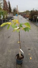 Juglans regia 'Franquette' HA C8 | OKKERNOOT-WALNOOT