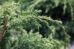 Juniperus chin. ‘Blue Alps’ 25/30 C Juniperus chinensis ‘Blue Alps’ | Jeneverbes 25-30 C