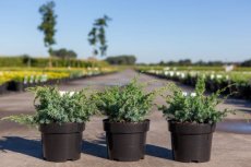 Juniperus chin. ‘Blue Alps’ 30/40 C3 Juniperus chin. ‘Blue Alps’ |Genévrier de Chine 'Blue Alps' 25-30 C