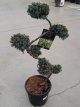 Juniperus chin. ‘Blue Alps’ - bonsai 80+ Juniperus chinensis ‘Blue Alps’ - bonsai 80+ | Jeneverbes