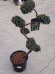 Juniperus chin. ‘Blue Alps’ - bonsai 80+ Juniperus chinensis ‘Blue Alps’ - bonsai 80+ | Jeneverbes