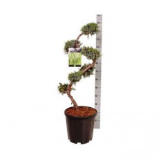 Juniperus chin. ‘Blue Alps’ - bonsai 80+ Juniperus chinensis ‘Blue Alps’ - bonsai 80+ | Jeneverbes