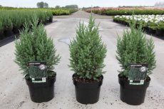 Juniperus chin. ‘Stricta’ 40/50 C3 Juniperus chin. ‘Stricta’ 30-40 C