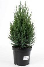 Juniperus chin. ‘Stricta’ 50/60 C10 Juniperus chinensis ‘Stricta’ | Jeneverbes 50-60 C10