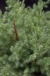 Juniperus com. ‘Compressa’ 60/80 C8 Juniperus communis ‘Compressa’ | Jeneverbes 60-80 C8