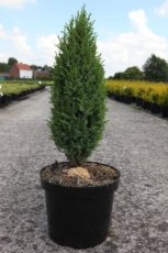 Juniperus communis ‘Compressa’ | Jeneverbes 60-80 C8