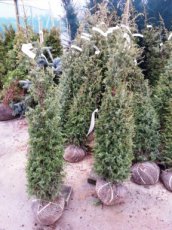 Juniperus com. ‘Hibernica’ 125/150 Mot Juniperus communis ‘Hibernica’ | Jeneverbes 125-150 Mot