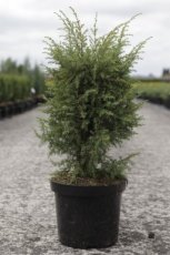 Juniperus communis ‘Hibernica’ | Jeneverbes 60-80 C8