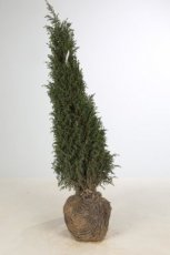 Juniperus com. ‘Hibernica’ 80/100 Mot Juniperus communis ‘Hibernica’ | Jeneverbes 80-100 Mot