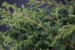 Juniperus com. ‘Repanda’ 25/30 C Juniperus communis ‘Repanda’ | Jeneverbes 25-30 C