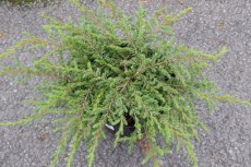 Juniperus communis ‘Repanda’ | Jeneverbes 25-30 C