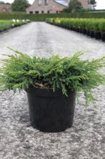 Juniperus com. ‘Repanda’ 40/50 C7.5 Juniperus communis ‘Repanda’ | Jeneverbes 40-50 C7.50