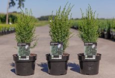 Juniperus communis 'Arnold' 30/40 C3