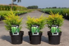 Juniperus communis 'Gold Cone' 20/30  C3