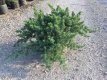 Juniperus conf. ‘Blue Pacific’ 50/60 C10 Juniperus conferta ‘Blue Pacific’ | Jeneverbes 50-60 C10