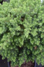 Juniperus conferta ‘Blue Pacific’ | Jeneverbes 50-60 C10