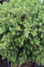 Juniperus conf. ‘Blue Pacific’ 25/30 C3 Juniperus conferta ‘Blue Pacific’ | Jeneverbes 25-30 C3