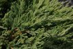 Juniperus hor. ‘Andorra Compact’ 25/30 C Juniperus horizontalis ‘Andorra Compact’| Jeneverbes 25-30 C