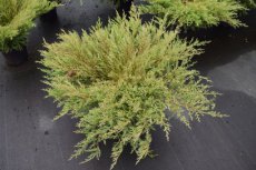 Juniperus horizontalis ‘Andorra Compact’| Jeneverbes 25-30 C