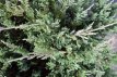 Juniperus hor. ‘Blue Chip’ 50/60 C10 Juniperus horizontalis ‘Blue Chip’(=Blue Moon) | Jeneverbes 50-60 C10