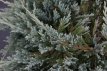 Juniperus hor. ‘Blue Chip’ 50/60 C10 Juniperus horizontalis ‘Blue Chip’(=Blue Moon) | Jeneverbes 50-60 C10