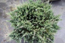 Juniperus horizontalis ‘Blue Chip’(=Blue Moon) | Jeneverbes 50-60 C10