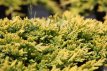 Juniperus hor. ‘Golden Carpet’ 25/30 C8 Juniperus horizontalis ‘Golden Carpet’| Kruipende Jeneverbes 25-30 C8