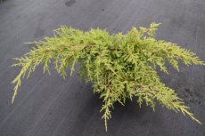 Juniperus horizontalis ‘Golden Carpet’| Kruipende Jeneverbes 25-30 C8