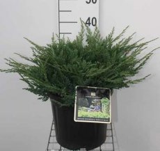 Juniperus hor. ‘Prince of Wales’ 20/25 C8 Juniperus horizontalis ‘Prince of Wales’ | Jeneverbes 20-25 C8