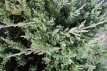 Juniperus hor. ‘Blue Chip’ 20/25 C5 Juniperus horizontalis ‘Blue Chip’(=Blue Moon) | Jeneverbes 20-25 C5