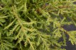 Juniperus hor. ‘Golden Carpet’ 5/15 C Juniperus horizontalis ‘Golden Carpet’| Kruipende Jeneverbes 5-15 C